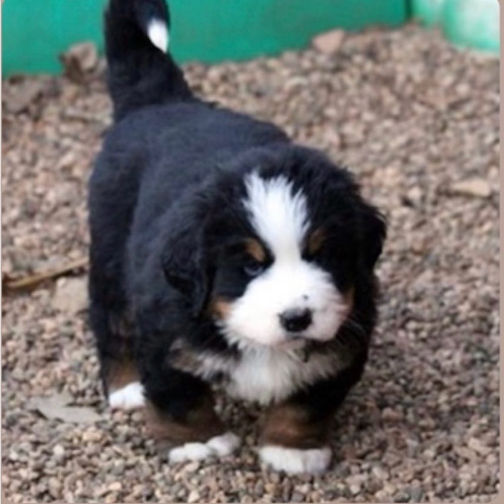 Meet your Posher, Luka